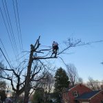 patriot tree service 6